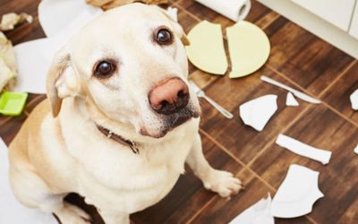 Como deixar o seu animal de estimação protegido ao sair de casa