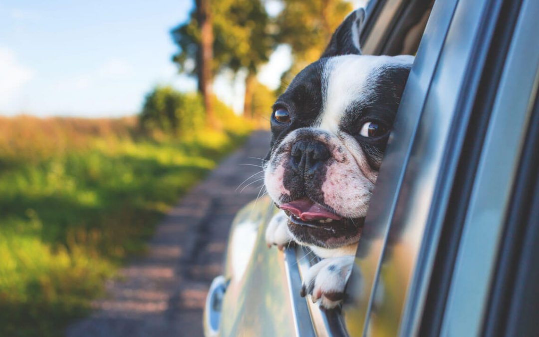 Veja como proteger seu pet em passeios e viagens de carro